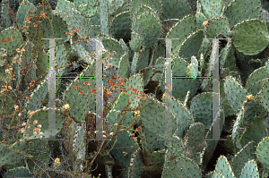 Picture of Opuntia littoralis 