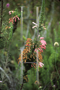 Picture of Erica glandulosa 