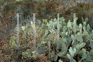 Picture of Opuntia littoralis 