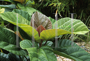 Picture of Ficus auriculata 