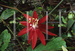 Picture of Passiflora vitifolia 