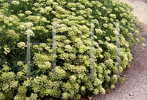 Picture of Crithmum maritimum 