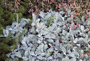 Picture of Tanacetum densum var. amanum 