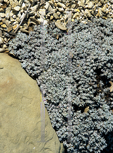 Picture of Eriogonum kennedyi 