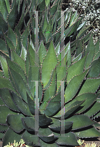 Picture of Agave shawii 