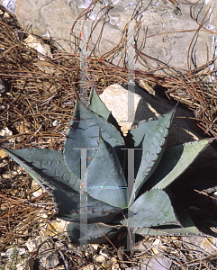 Picture of Agave sebastiana 