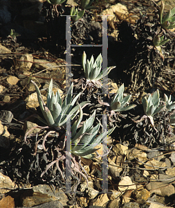 Picture of Dudleya traskiae 