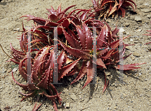 Picture of Aloe dorotheae 