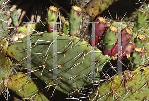 Picture of Opuntia littoralis 