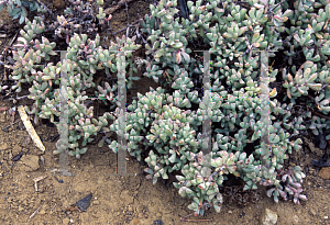 Picture of Lampranthus deltoides 