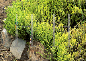 Picture of Crassula muscosa 