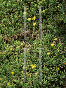 Picture of Malephora lutea 