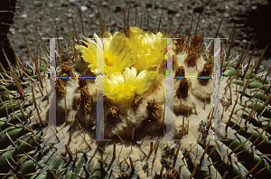 Picture of Echinocactus platyacanthus 'Yisnaga'