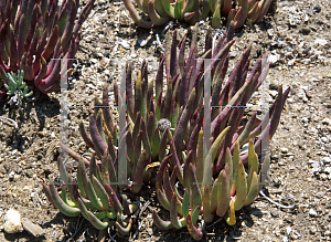 Picture of Cephalophyllum subulatoides 