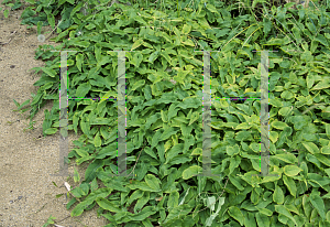 Picture of Polygonum multiflorum 