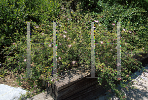 Picture of Calliandra maculosa 