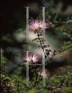 Picture of Calliandra maculosa 