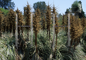 Picture of Puya alpestris 