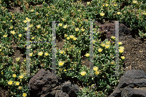 Picture of Delosperma lehmannii 