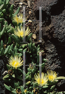 Picture of Delosperma lehmannii 