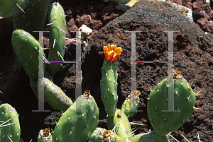 Picture of Opuntia macbridei 