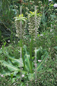 Picture of Eucomis bicolor 