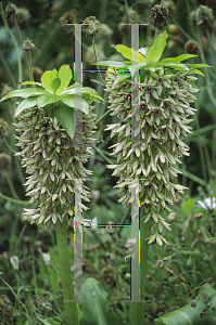 Picture of Eucomis bicolor 