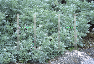 Picture of Artemisia pycnocephala 