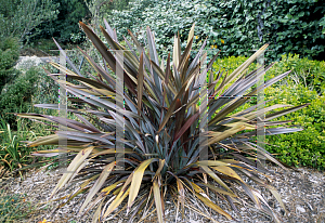 Picture of Phormium tenax 'Dazzler'