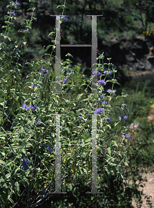 Picture of Caryopteris incana 