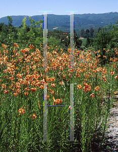 Picture of Lilium leichtlinii var. maximowiczii 