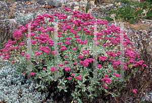 Picture of Erigeron grande var. rubescens 