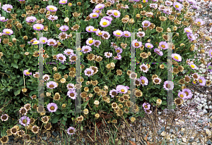 Picture of Erigeron glaucus 'Arthur Menzies'