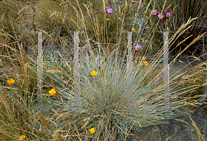 Picture of Festuca idahoensis 'Siskiyou Blue'