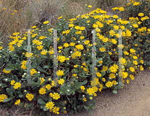 Picture of Grindelia stricta ssp. venulosa 