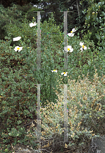 Picture of Romneya coulteri 