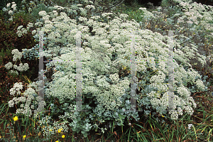 Picture of Eriogonum giganteum 