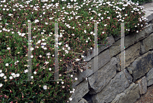 Picture of Lampranthus vredenbergensis 