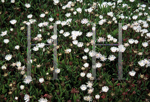 Picture of Lampranthus vredenbergensis 