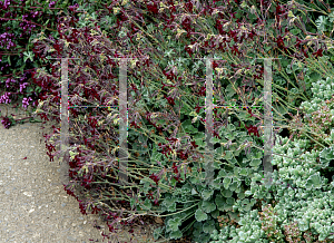 Picture of Pelargonium sidoides 