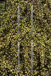 Picture of Portulacaria afra 'Variegata'