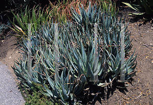 Picture of Aloe glauca 