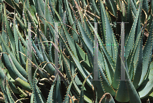 Picture of Aloe glauca 