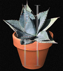 Picture of Agave sebastiana 