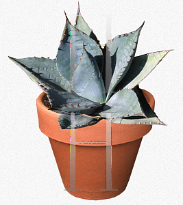 Picture of Agave sebastiana '~Species'