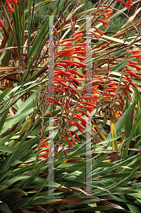 Picture of Watsonia pillansii 