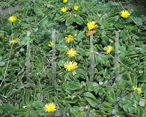 Picture of Glottiphyllum linguiforme 