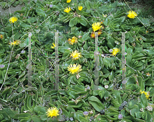 Picture of Glottiphyllum linguiforme 