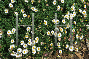 Picture of Erigeron karvinskianus 