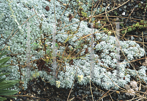 Picture of Artemisia caucasica 